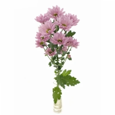 Chryzantema T KATINKA