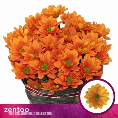 Chryzantéma T KAYA+ 85g