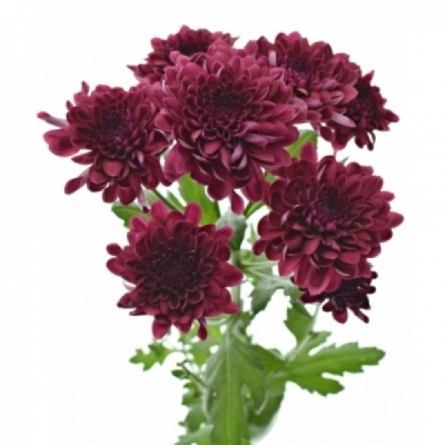 Chryzantéma T LAMIRA 80 g