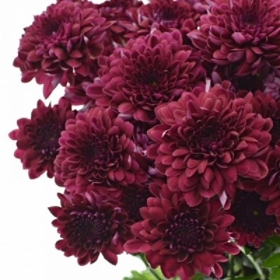 Chryzantéma T LAMIRA