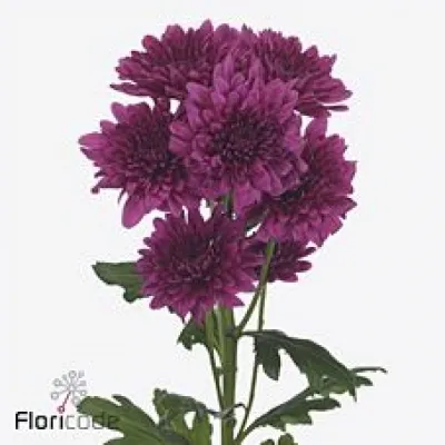 Chryzantéma T LAMIRA 75g