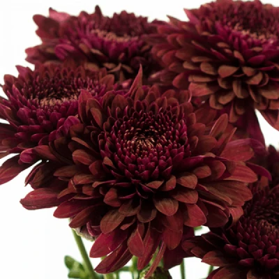 Chryzantéma T LAMIRA RED 70g