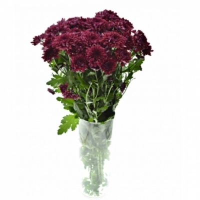 Chryzantéma T LAMIRA