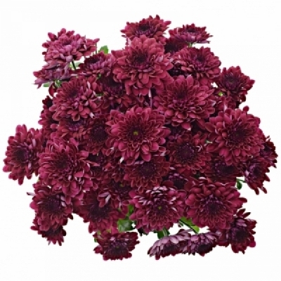 Chryzantéma T LAMIRA