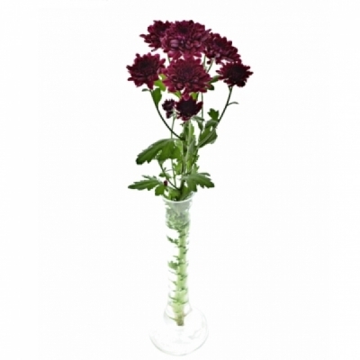 Chryzantéma T LAMIRA