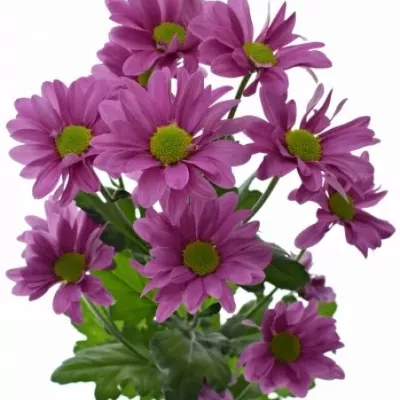 Chryzantéma T LARSSON 105g