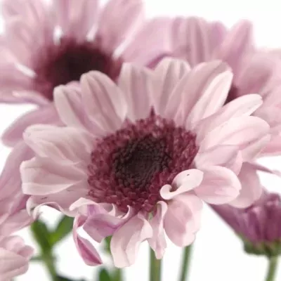 Chryzantéma T LE MANS 60g