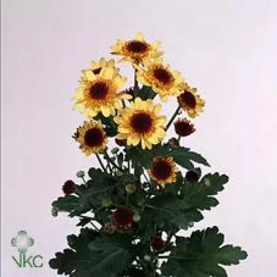 Chryzantéma T LE MANS SUNNY 75g