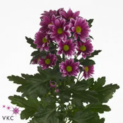 Chryzantéma T LISBOA 70g