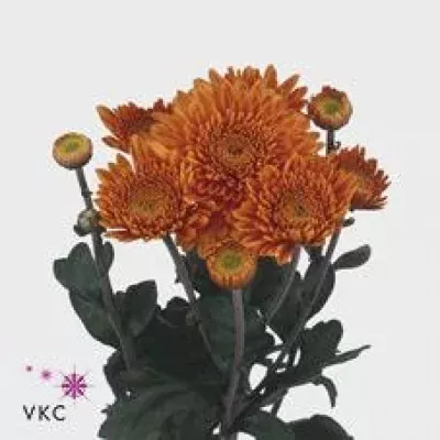 Chryzantéma T LITTLETON 80g