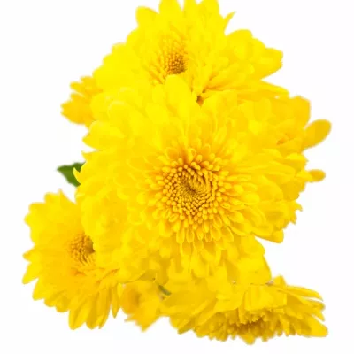 Chryzantéma T LITTLETON YELLOW 60g