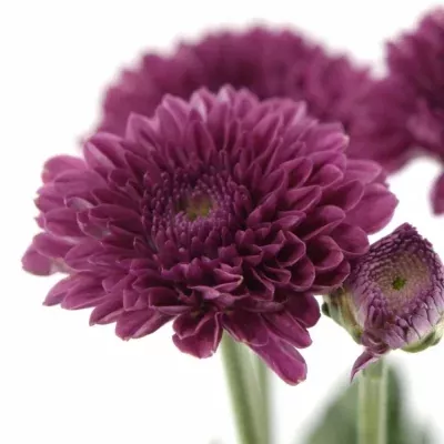 Chryzantéma G LOLLIPOP PURPLE 100g