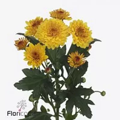 Chryzantéma T LOLLIPOP YELLOW 70g