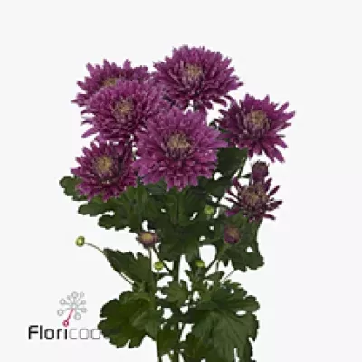 Chryzantéma T MADELON 70g