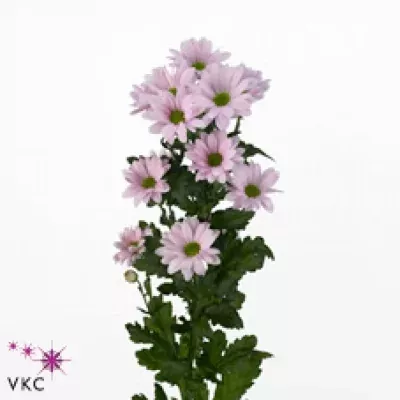 Chryzantéma T MAJOR PINK 70g