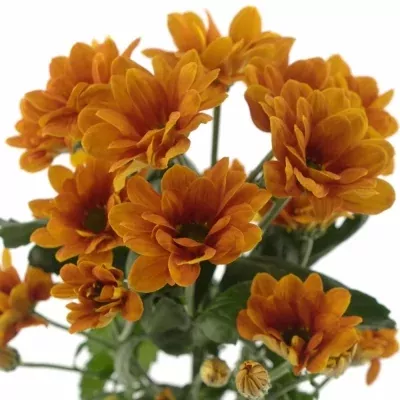 Chryzantéma T MANAGUA ORANGE 70g