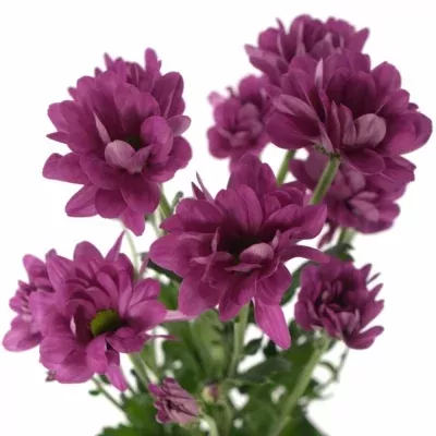 Chryzantéma T MEMPHIS 75g