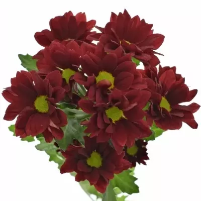 Chryzantéma T MERLOT 90g