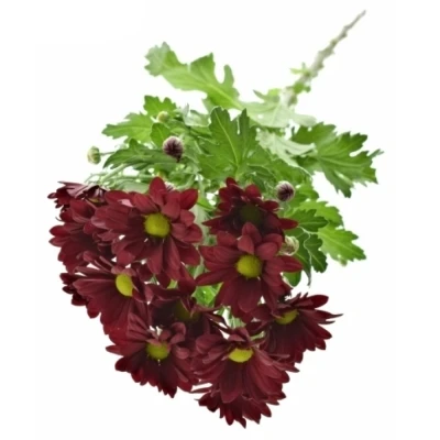 Chryzantéma T MEXICANO