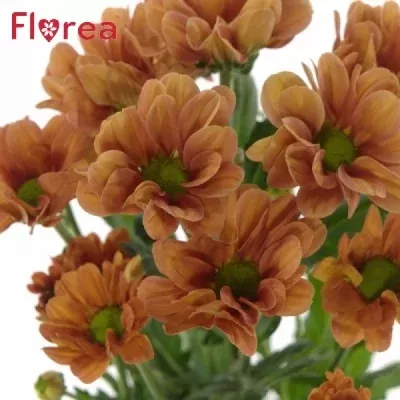 Chryzantéma T MIDNIGHTSUN 75g