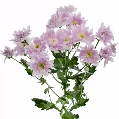 Chryzantéma T MONA LISA PINK 85g