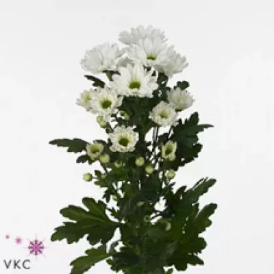 Chryzantéma T MOYA 75g