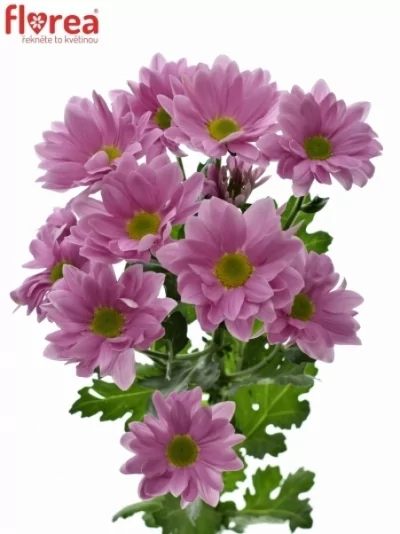 Chryzantéma T MYRA 70 g