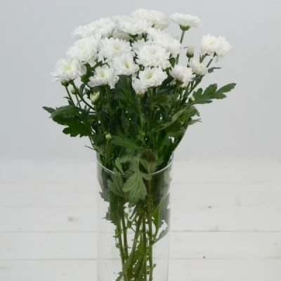 Chryzantéma T ONCIA