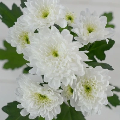 Chryzantéma T ONCIA 60g