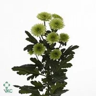 Chryzantéma T OSORNO 70g