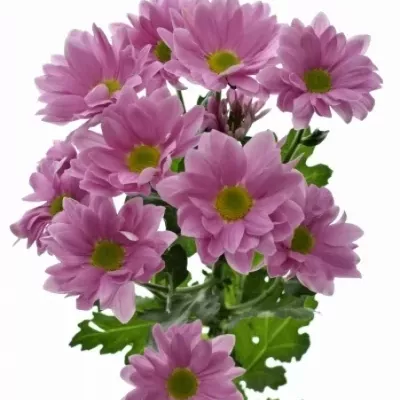 Chryzantéma T OTIS 80g