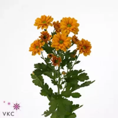 Chryzantéma T PAPAYA ORANGE 75g