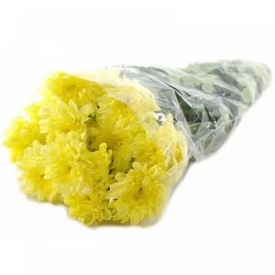 Chryzantéma T PASTELA CREAM