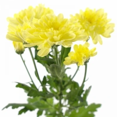 Chryzantéma T PASTELA CREAM 100g