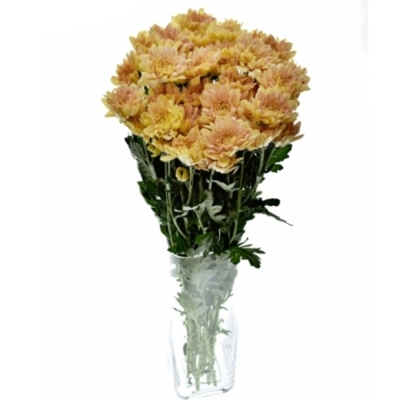 Chryzantéma T PASTELA ORANGE