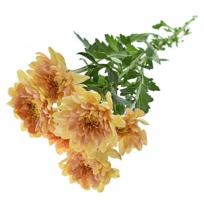 Chryzantéma T PASTELA ORANGE