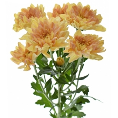 Chryzantéma T PASTELA ORANGE 90 g