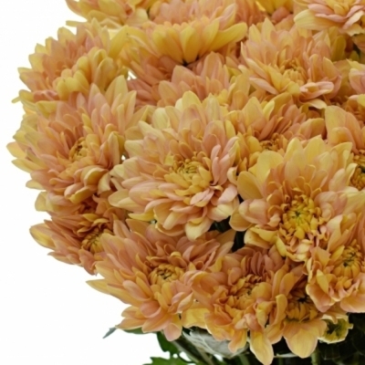 Chryzantéma T PASTELA ORANGE