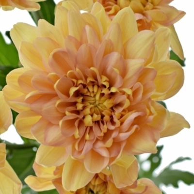 Chryzantéma T PASTELA ORANGE