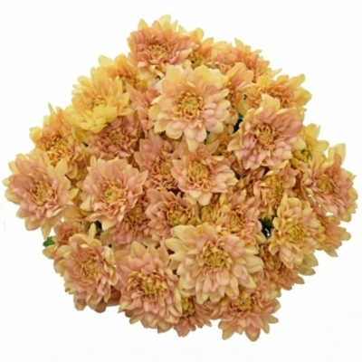 Chryzantéma T PASTELA ORANGE