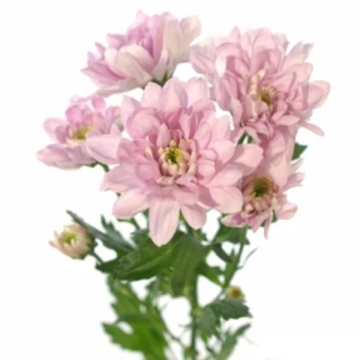 CHRYSANTHEMA T BALLERINA'S PINK 80 g