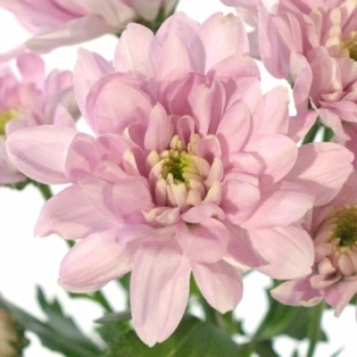 Chryzantéma T PASTELA PINK