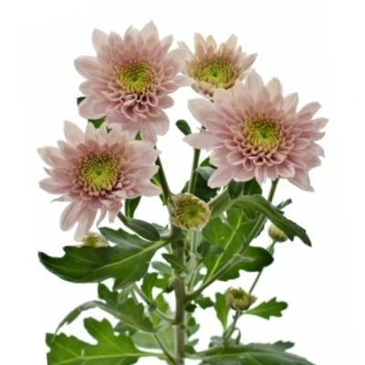 Chryzantéma T PASTELA ROSE 90 g