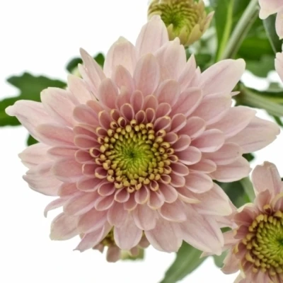 Chryzantéma T PASTELA ROSE