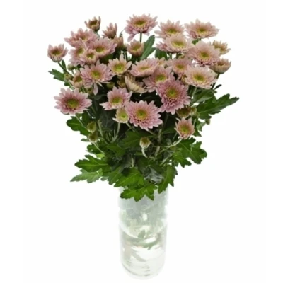 Chryzantéma T PASTELA ROSE