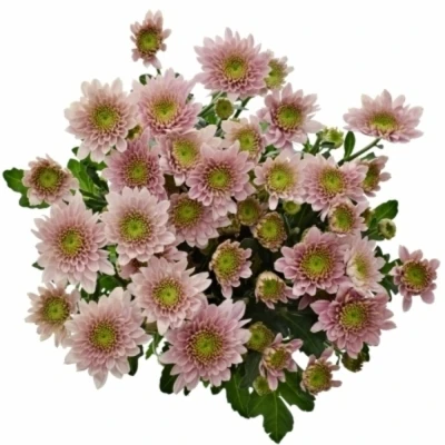 Chryzantéma T PASTELA ROSE