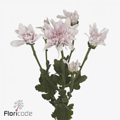 Chryzantéma T PETRUSHKA 100g