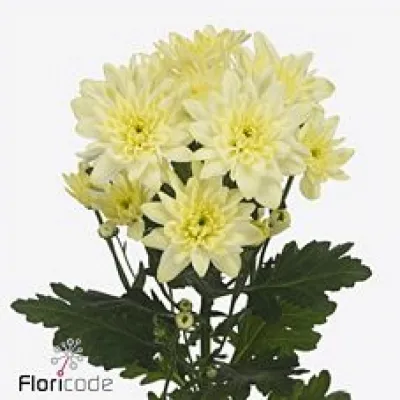 Chryzantéma T PINA COLADA CREAM 90g