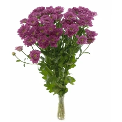 Chryzantéma T PODOLSK PURPLE