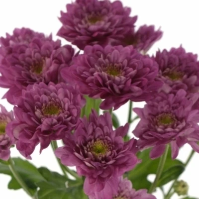 Chryzantéma T PODOLSK PURPLE